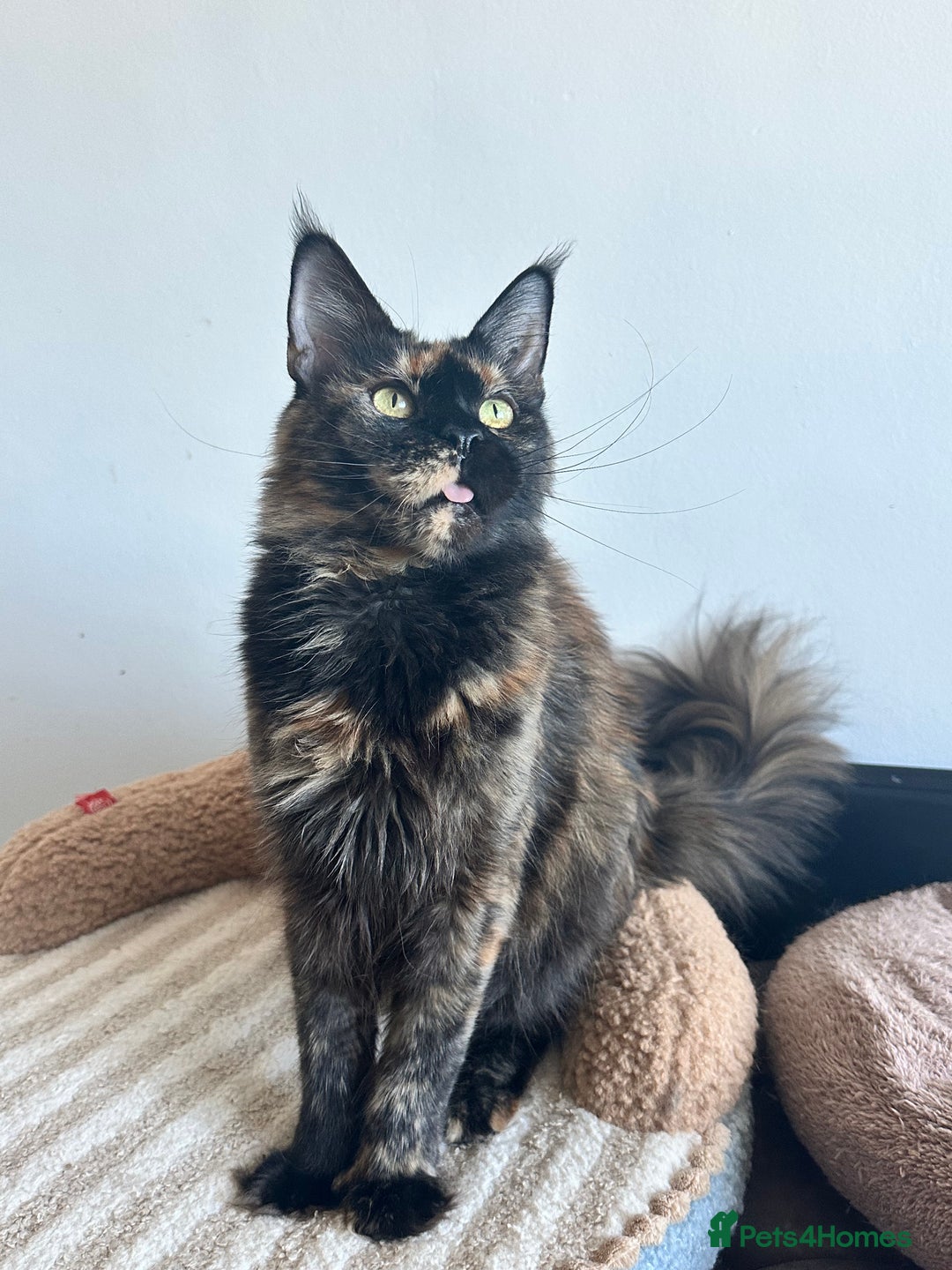 Maine Coon cats for sale: Pedigree Tica registered maine coon - Advert 7