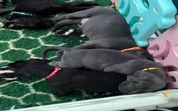 Great Dane dogs for sale: Great Dane puppies - Image 9