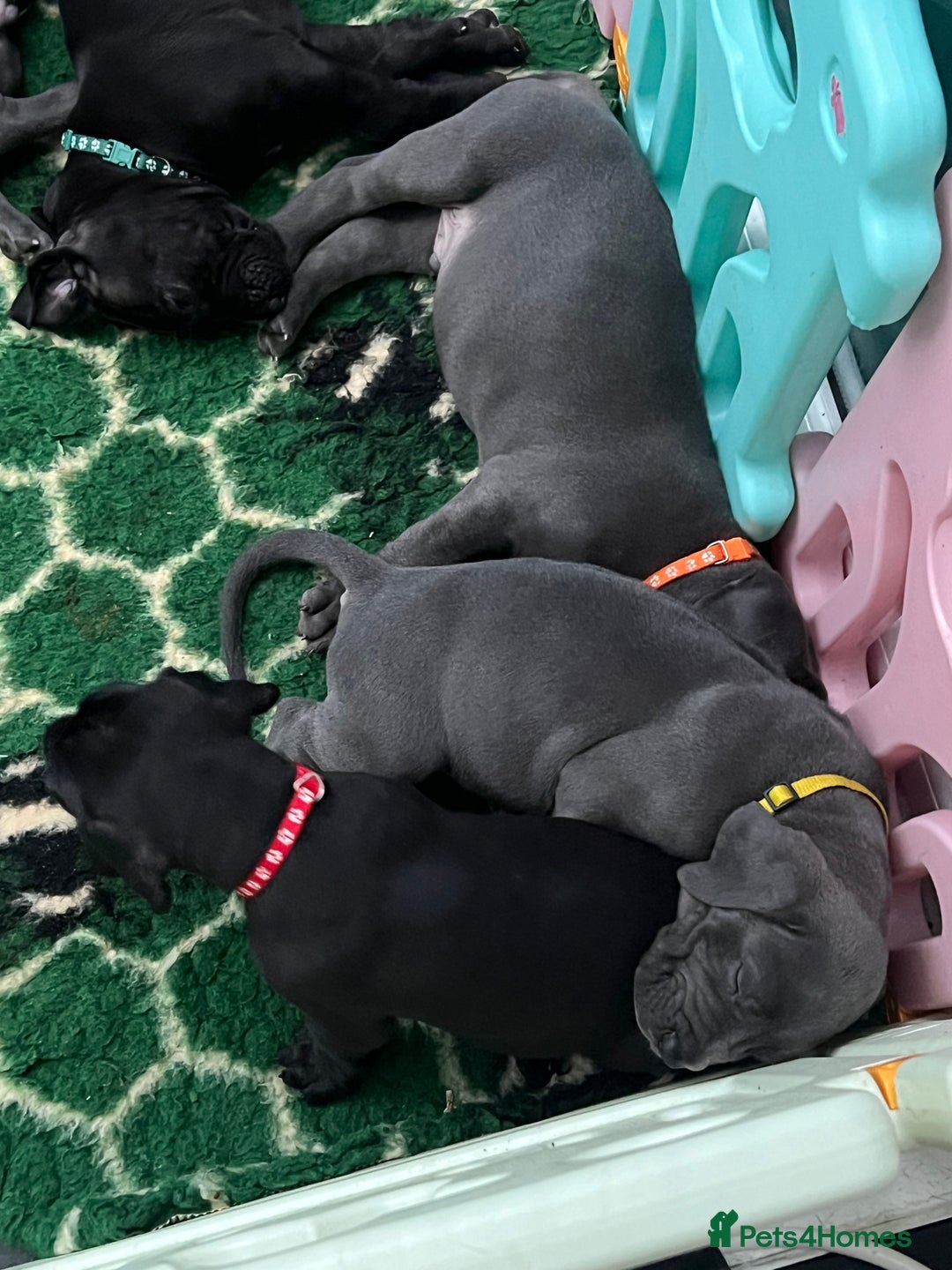 Great Dane dogs for sale: Great Dane puppies - Image 9