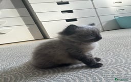 Ragdoll cats for sale: Last boy available  - Image 1