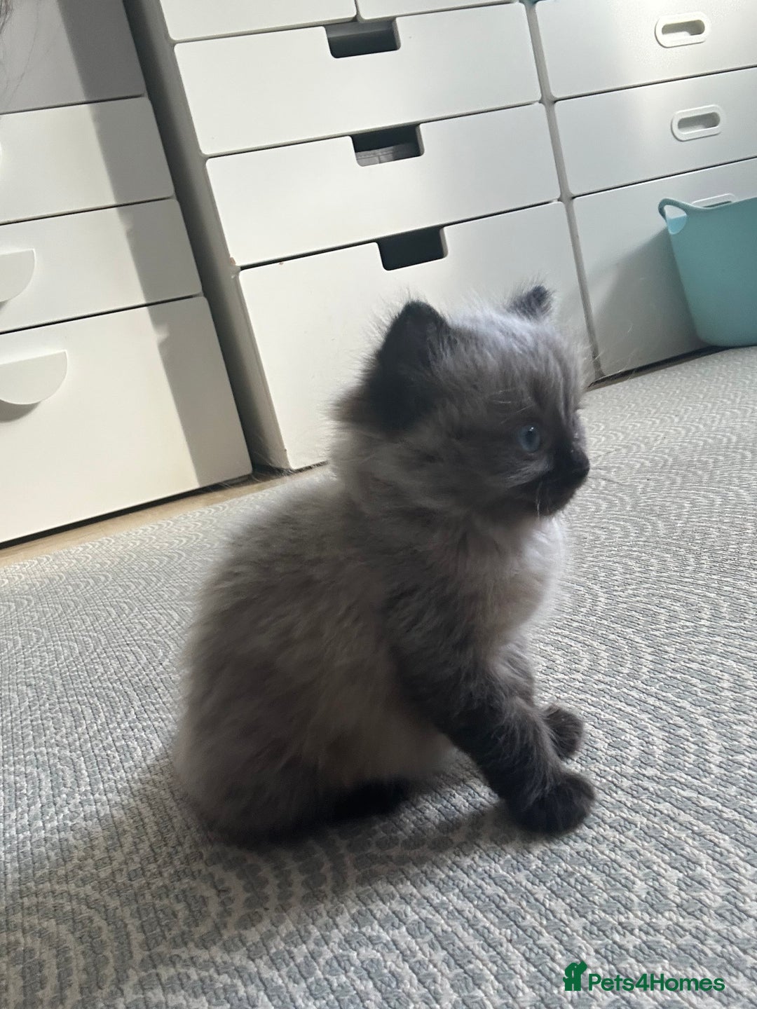 Ragdoll cats for sale: Last boy available  - Image 1