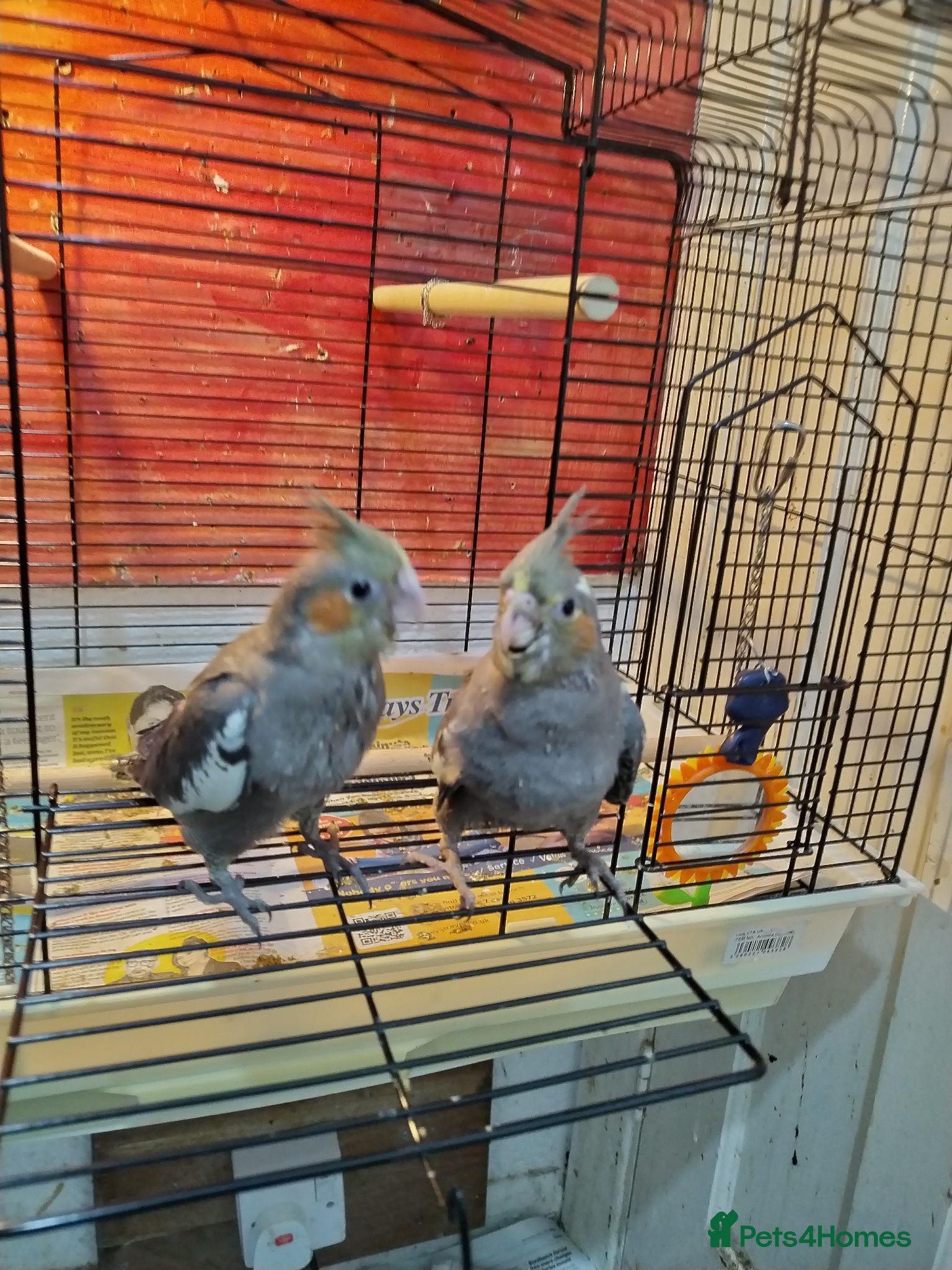 Cockatiels birds Cockatiels  - Advert 1