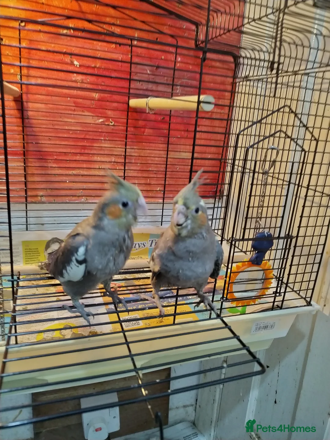 Cockatiels birds for sale: Cockatiels  - Advert 1
