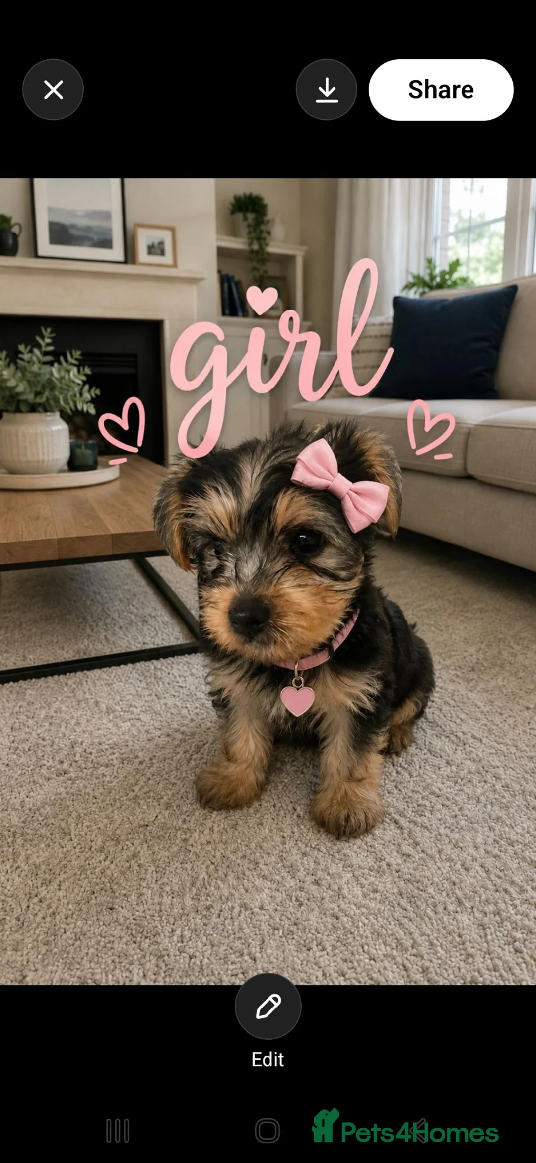 Yorkshire Terrier dogs for sale: 4 amazing yorkies 2 girls 2 boys  - Advert 1