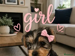 Yorkshire Terrier dogs 4 amazing yorkies 2 girls 2 boys - Advert 3