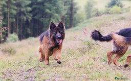 German Shepherd dogs for sale: German shepherd female long coat adult  - Image 2