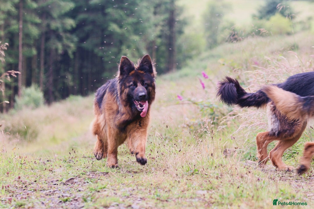 German Shepherd dogs for sale: German shepherd female long coat adult  - Image 2