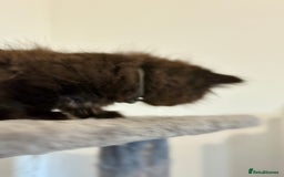 British Longhair cats for sale:  British longhair kittens 3 male 1 female  - Image 26
