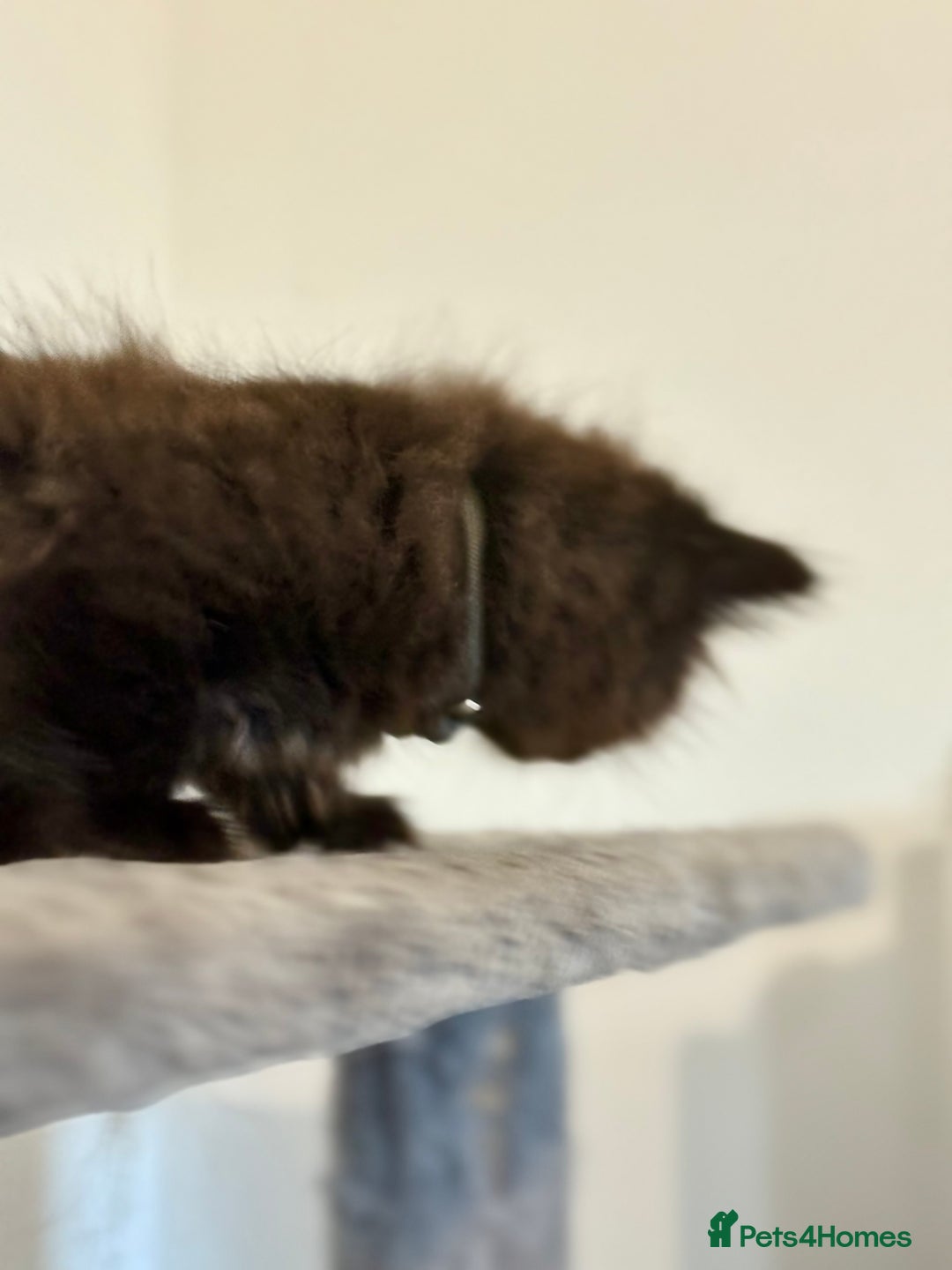 British Longhair cats for sale:  British longhair kittens 3 male 1 female  - Image 26