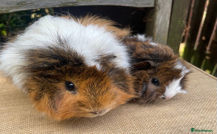 Guinea Pig rodents - Advert 2
