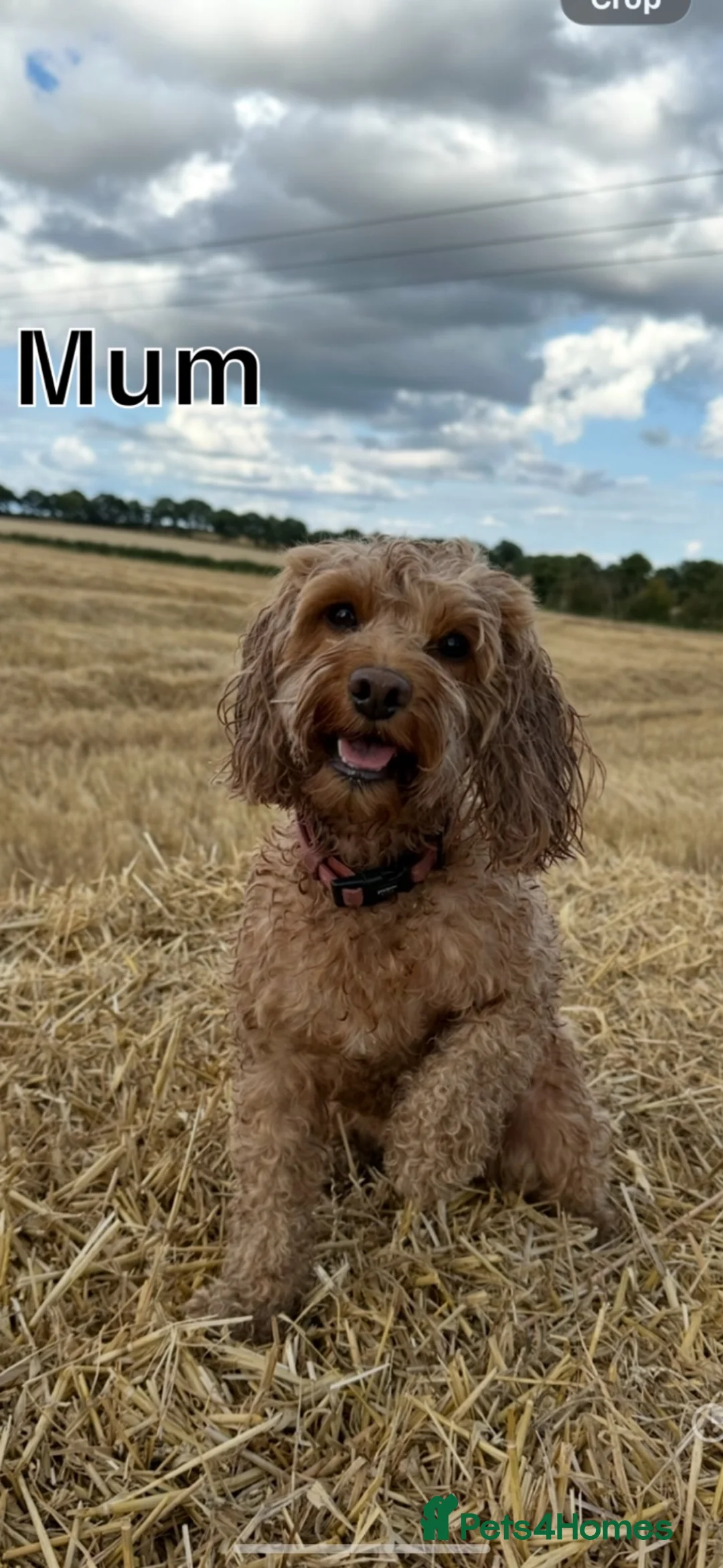 Cockapoo dogs for sale: Extensively health tested F1b cockapoos - Advert 22
