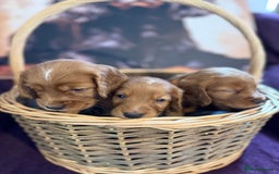 Cocker Spaniel dogs for sale: Working cocker spaniel puppies  - Image 1