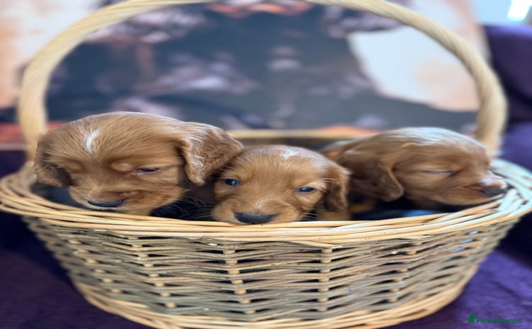 Cocker Spaniel dogs - Advert 14
