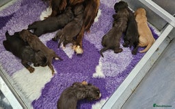 Cocker Spaniel dogs for sale: 8 AMAZING KC REG WORKING COCKER SPANIEL PUPPIES - Image 30