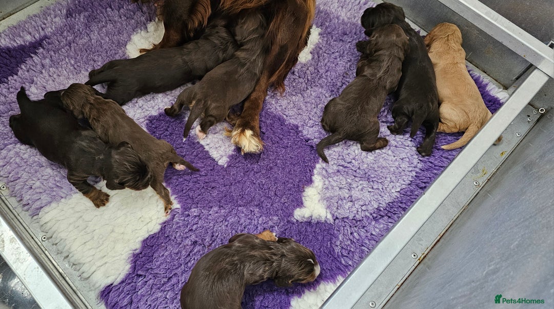 Cocker Spaniel dogs for sale: 8 AMAZING KC REG WORKING COCKER SPANIEL PUPPIES - Image 30