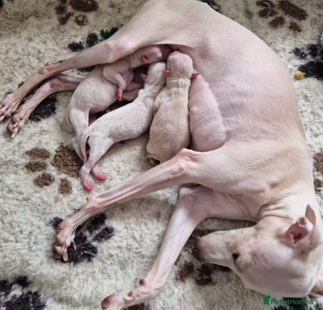 Italian Greyhound dogs for stud: Romeo italian greyhound Russian Import for stud  in Liverpool - Advert 16