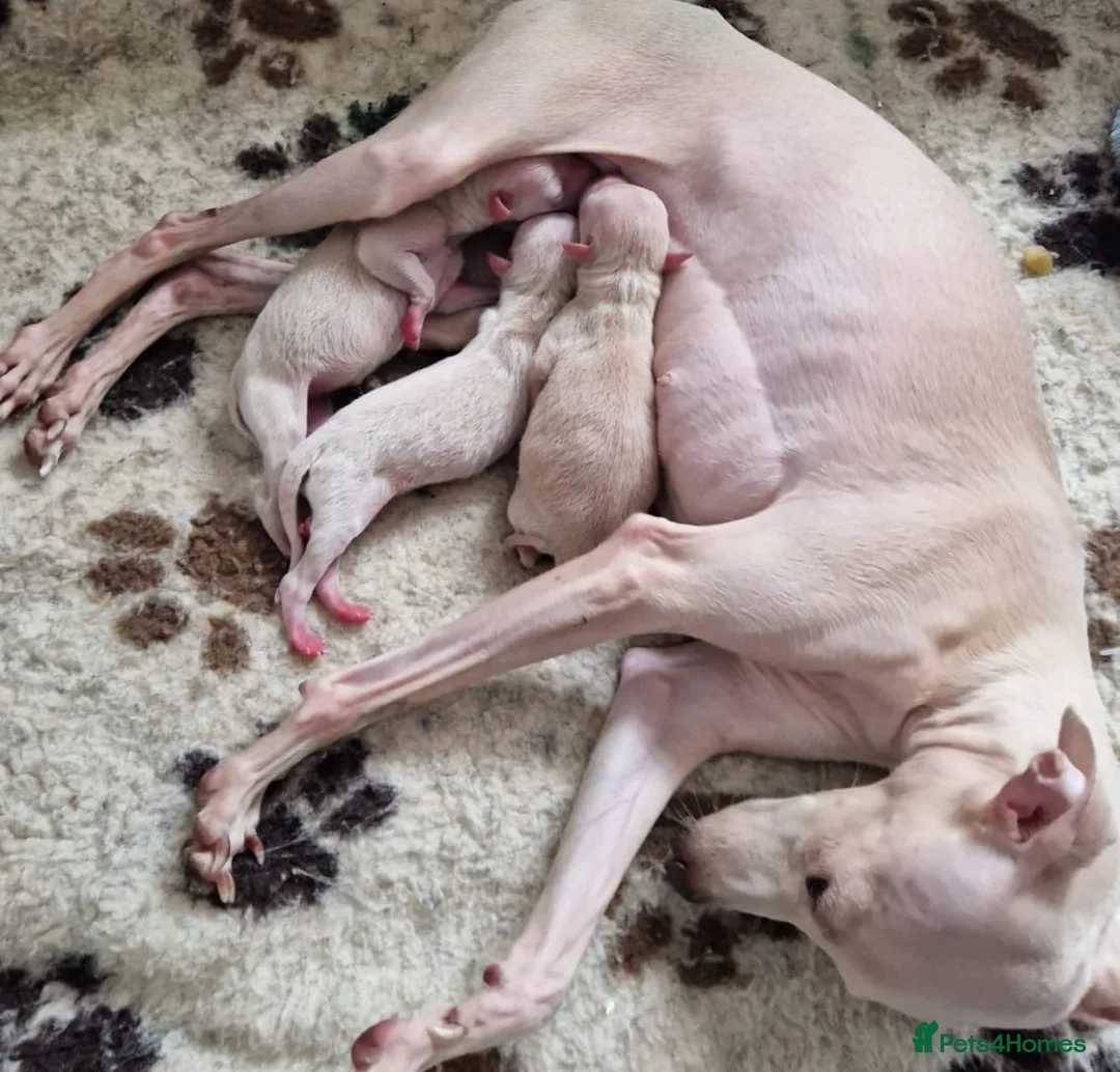 Italian Greyhound dogs for stud: Romeo italian greyhound Russian Import for stud  in Liverpool - Advert 16