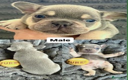 French Bulldog dogs for sale: French Bulldog – Secure Your Puppy Now! - Advert 3