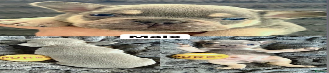 French Bulldog Puppy 2