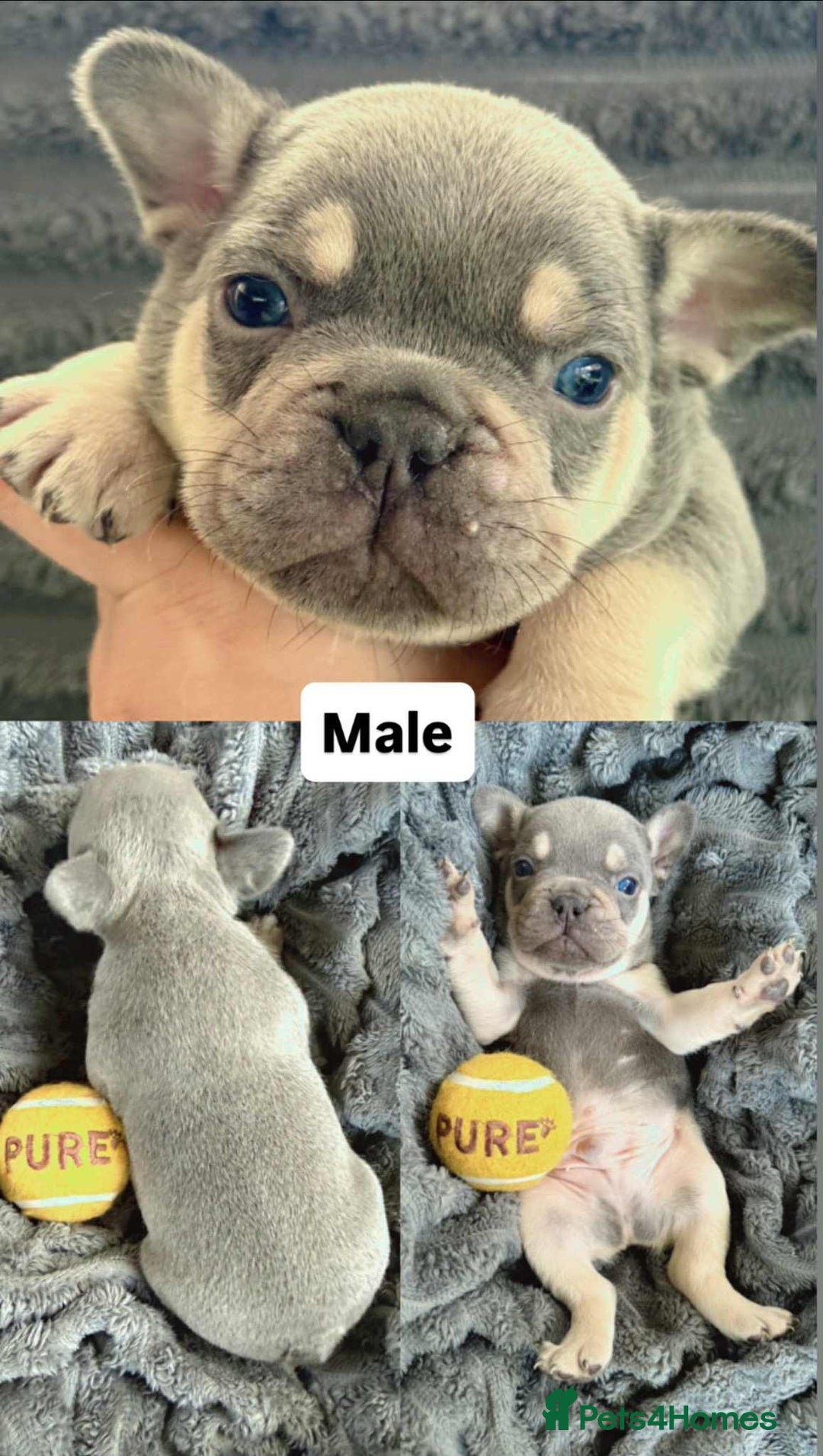 French Bulldog dogs for sale: French Bulldog – Secure Your Puppy Now! - Advert 3