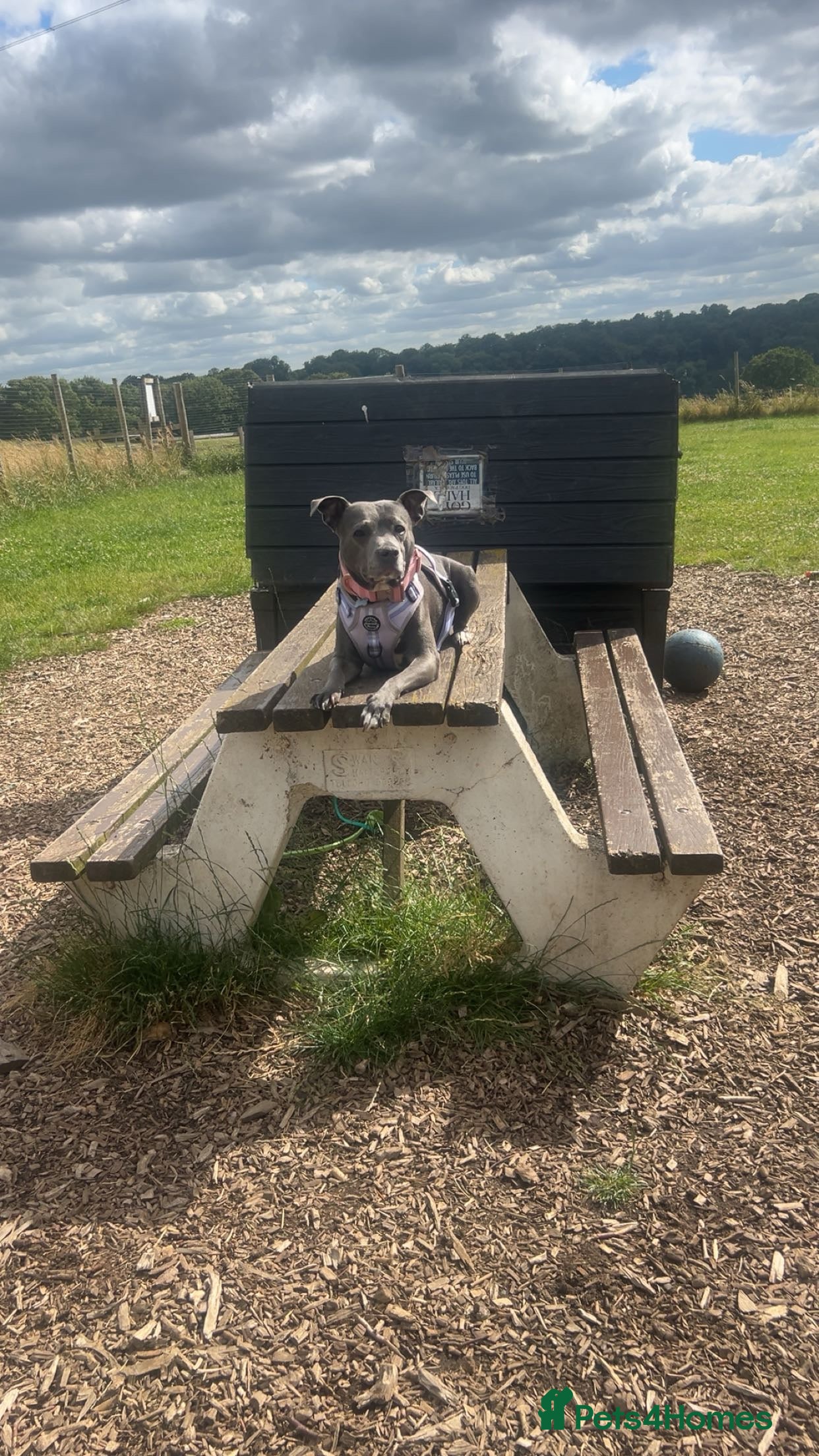 Mixed Breed dogs Staffy x pups for sale  - Advert 8
