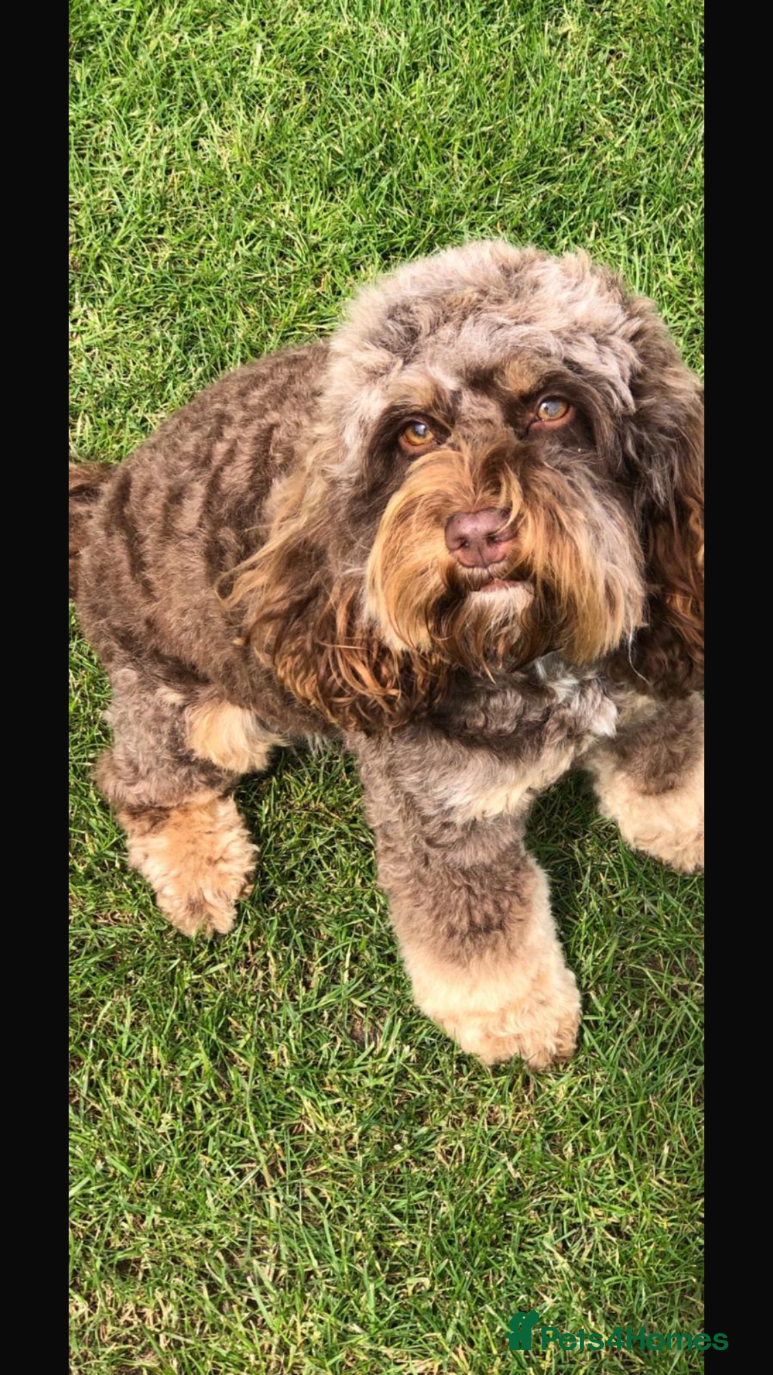 Cockapoo dogs Toy cockapoo’s  - Advert 1