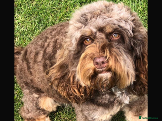 Cockapoo dogs Toy cockapoo’s - Advert 1