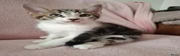 Mixed Breed cats for sale: Two 10 Weeks old Boy kittens  in Colchester - Advert 8