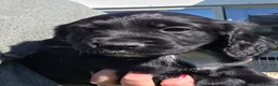 Cocker Spaniel dogs for sale: Cocker Spaniel Puppies in Launceston - Advert 15