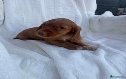 Cocker Spaniel dogs for sale: Gorgeous red cocker spaniels puppies  - Image 11
