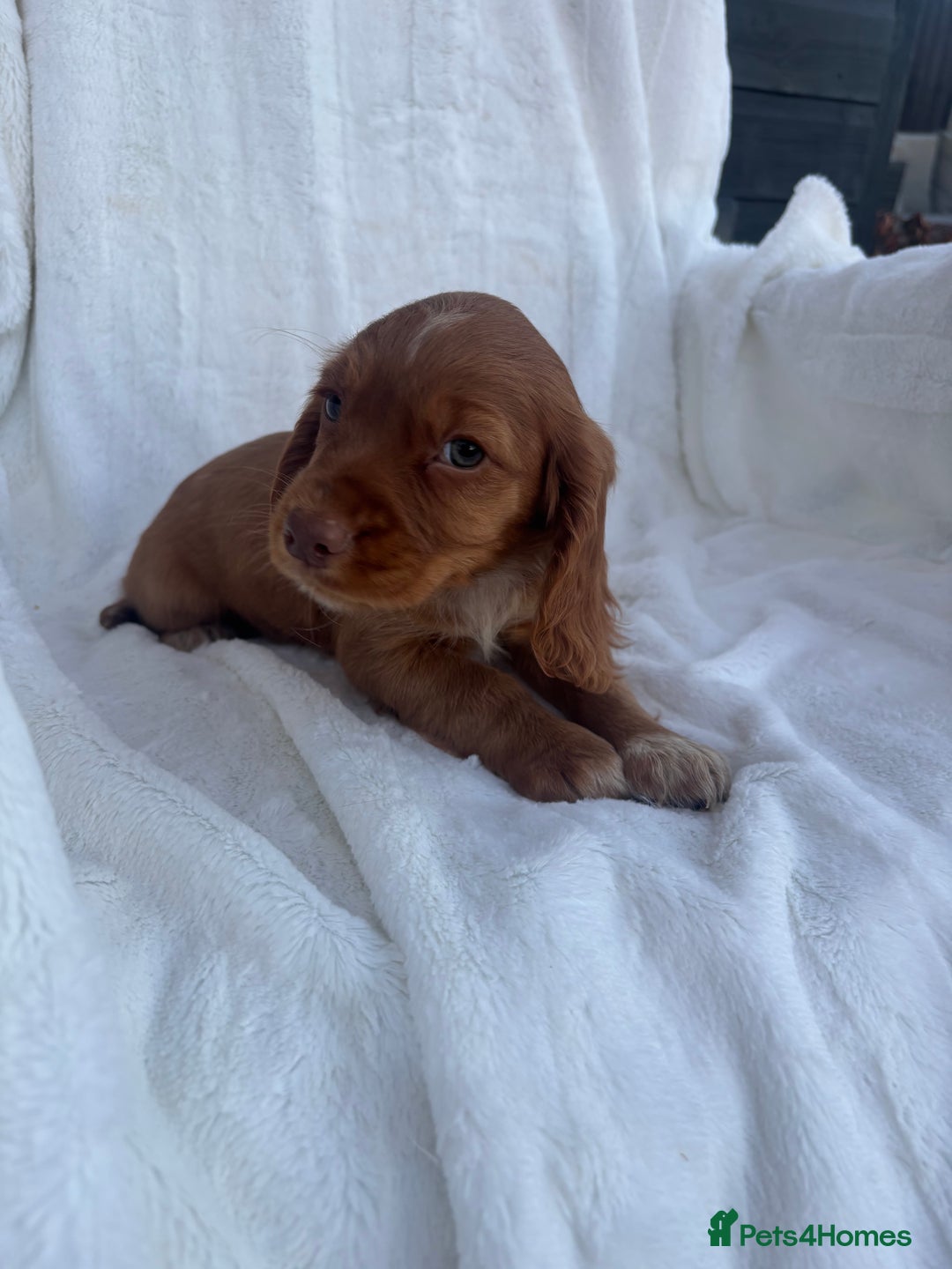 Cocker Spaniel dogs for sale: Gorgeous red cocker spaniels puppies  - Image 11