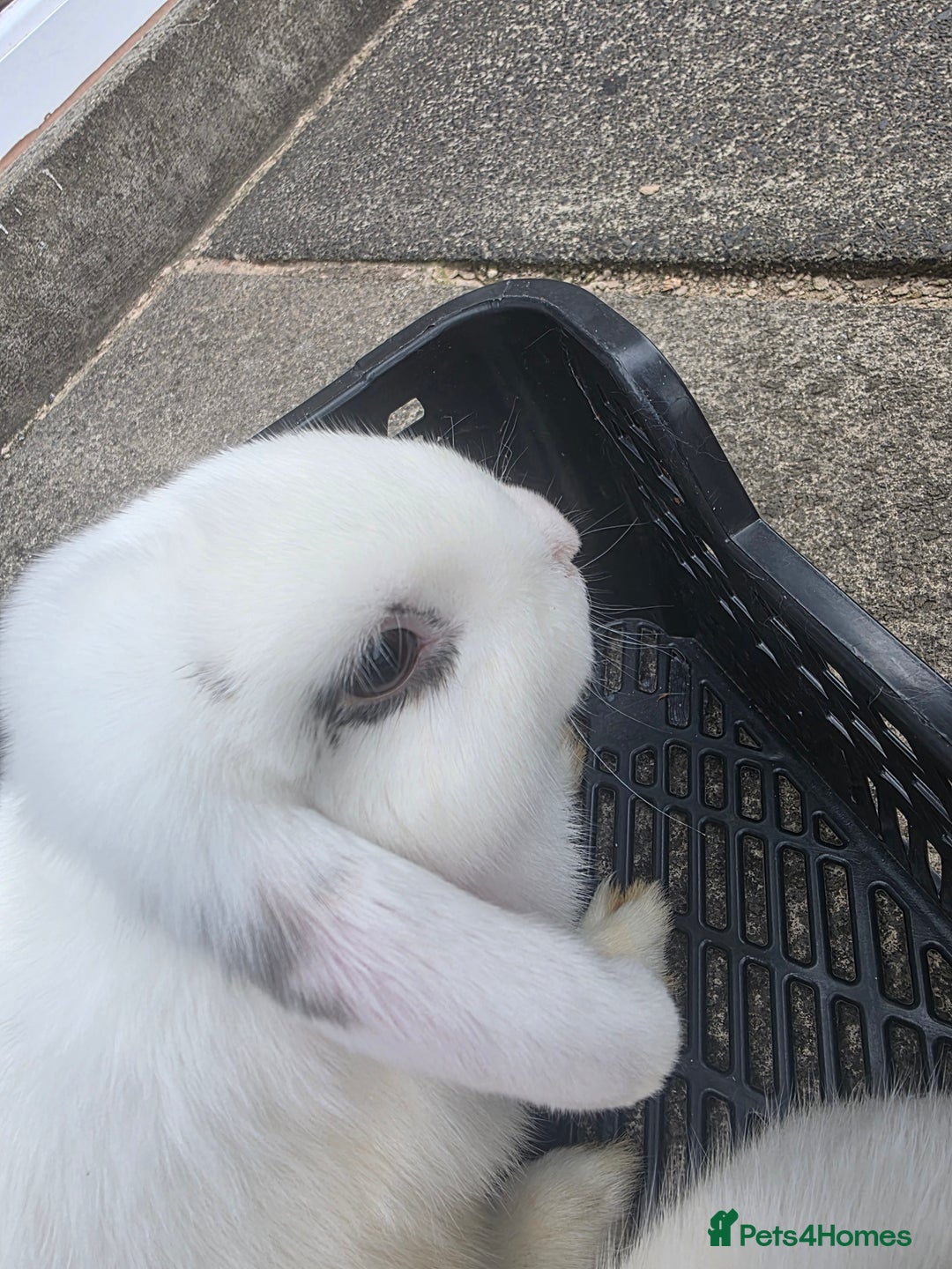 Blanc De Hotot rabbits for sale: rabbits for sale  - Image 3