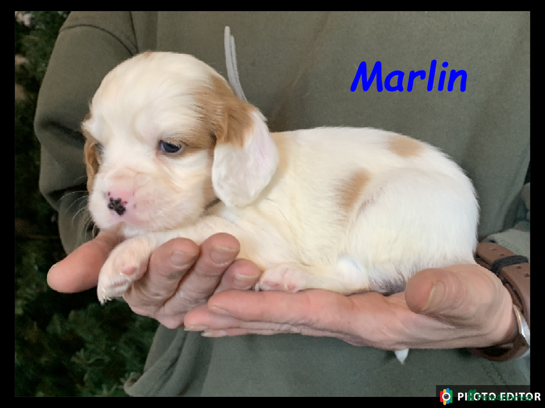 Cockalier dogs for sale: Beautiful Cockalier Pups – Loving Homes Await - Advert 33