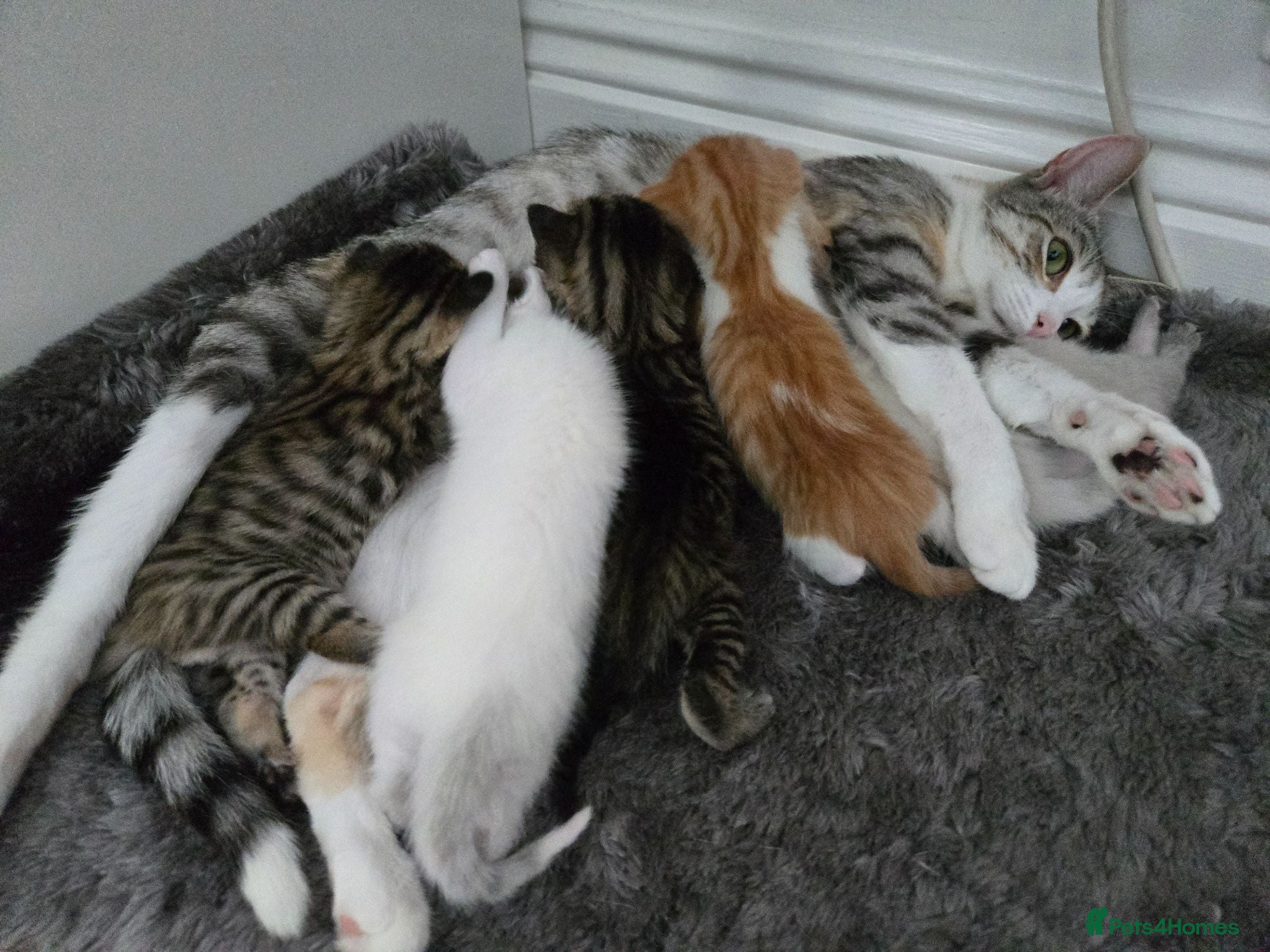 Mixed Breed cats Cute and  playful kittens  - Advert 2