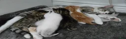 Mixed Breed cats for sale: Cute and  playful kittens  - Advert 1