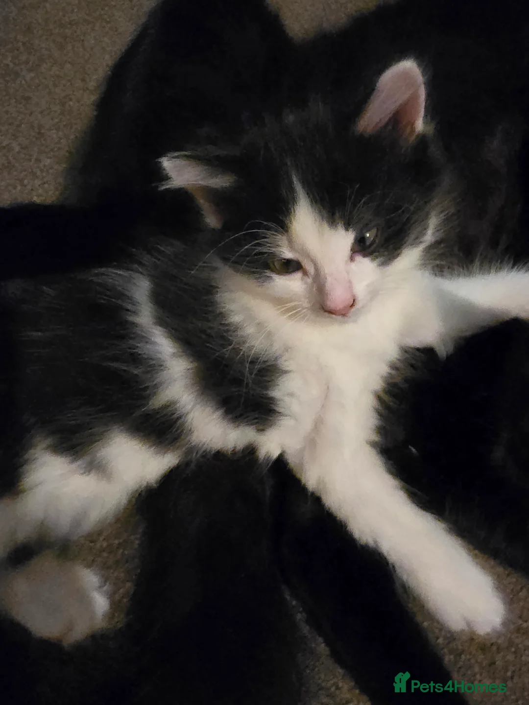 Mixed Breed cats for sale: X2 male kittens - Advert 2
