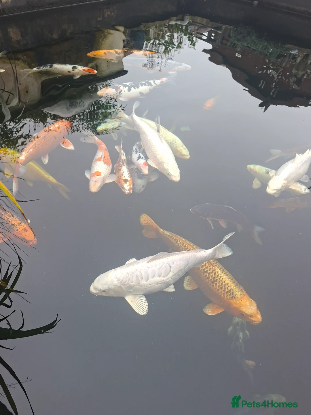 Koi Carp fish for sale: Koi carp in Bridgend - Advert 7