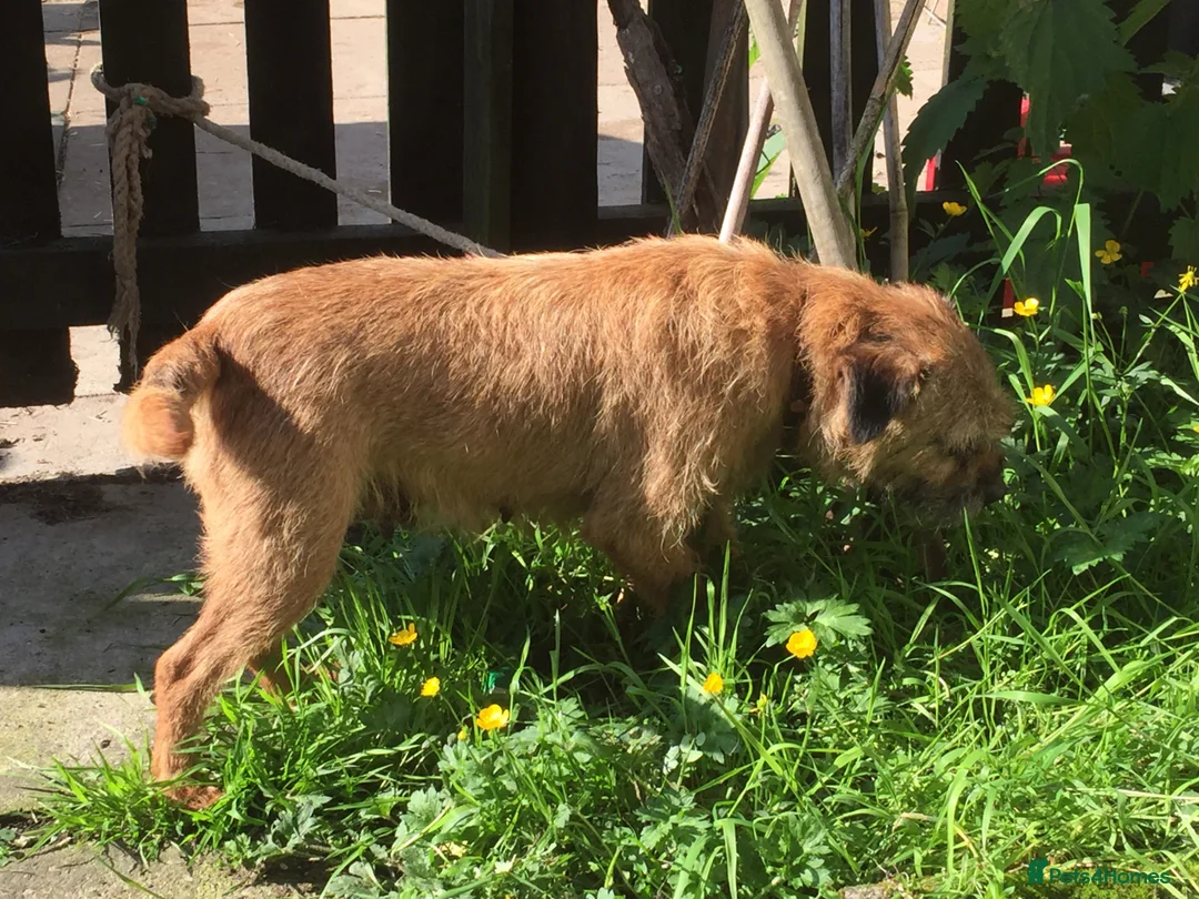 Border Terrier dogs for sale: Border Terrier bitch adult - Advert 2