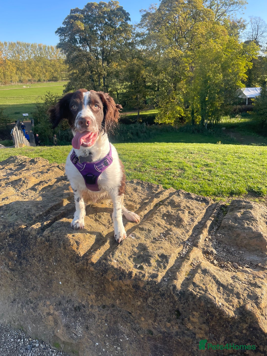 English Springer Spaniel dogs for sale: Beautiful male looking for his forever family - Image 3