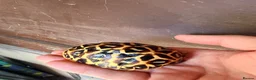 Tortoise reptiles for sale: Indian star tortoise  - Advert 14