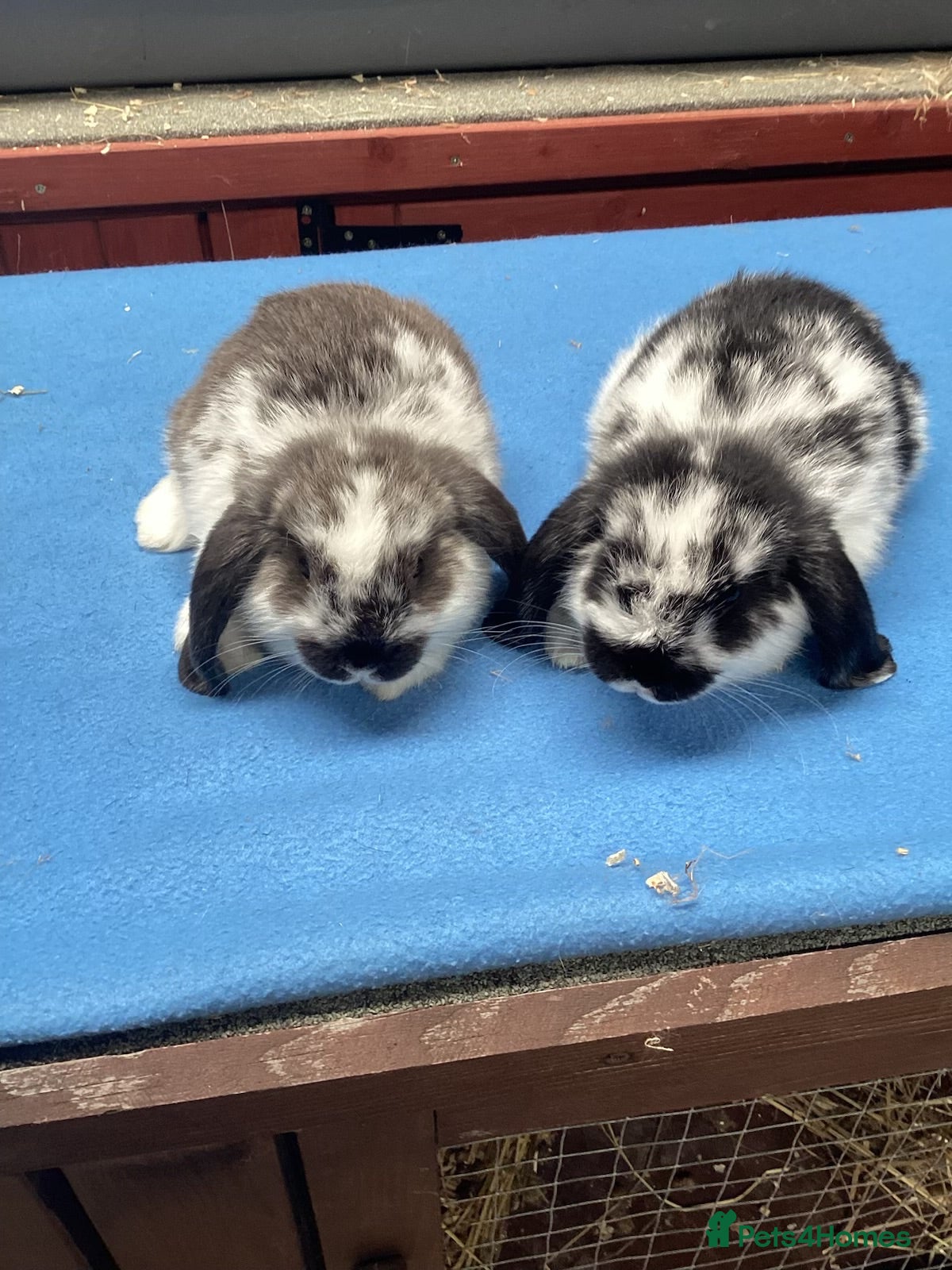 Mini Lop rabbits Gorgeous mini lops for sale  - Advert 19