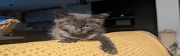 Ragdoll cats for sale: Pair of Ragdoll/Tabby Kittens ..... Bear & Tia  - Advert 14