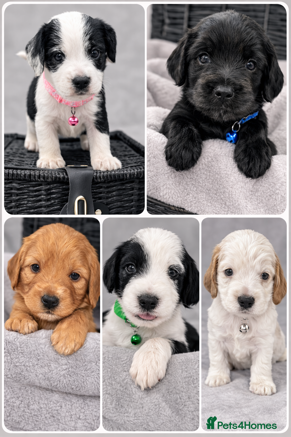 Mixed Breed dogs 🐾 Cocker Spaniel × Jack Russell Family Puppies - Advert 1