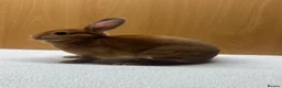 Rex rabbits for sale: Mini Rex and netherland dwarf  - Advert 3