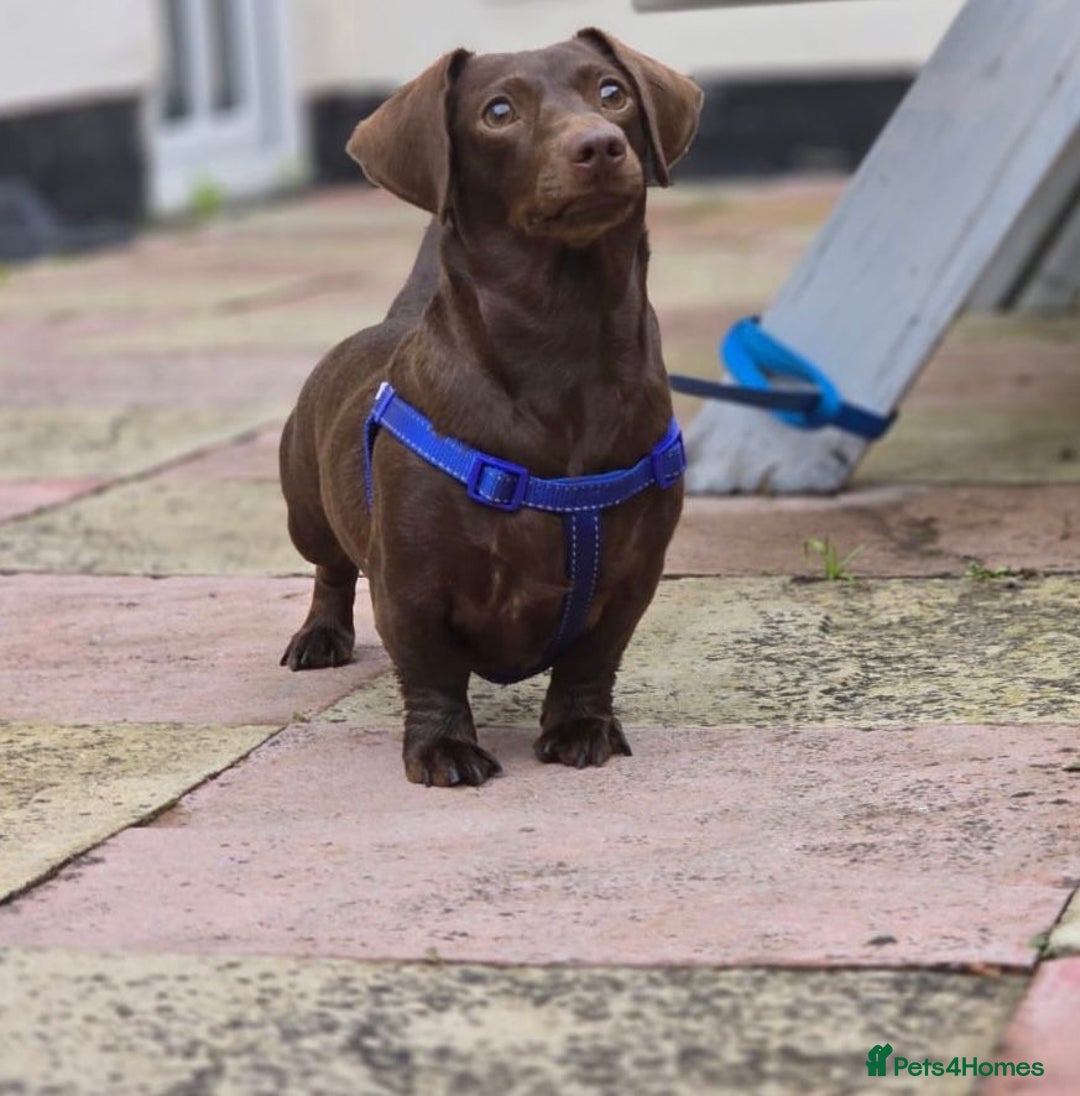 Miniature Dachshund dogs for sale: Miniature dachshund  - Image 18