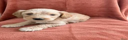 Cockapoo dogs for sale: Beautiful F1 Cockapoo Boy - Advert 1