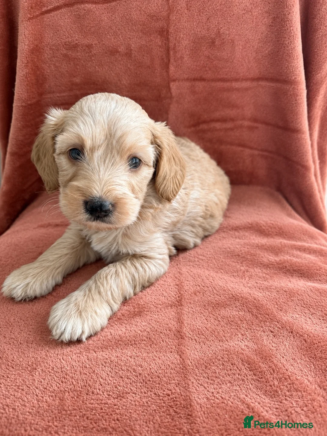 Cockapoo dogs for sale: Beautiful F1 Cockapoo Boy - Advert 1
