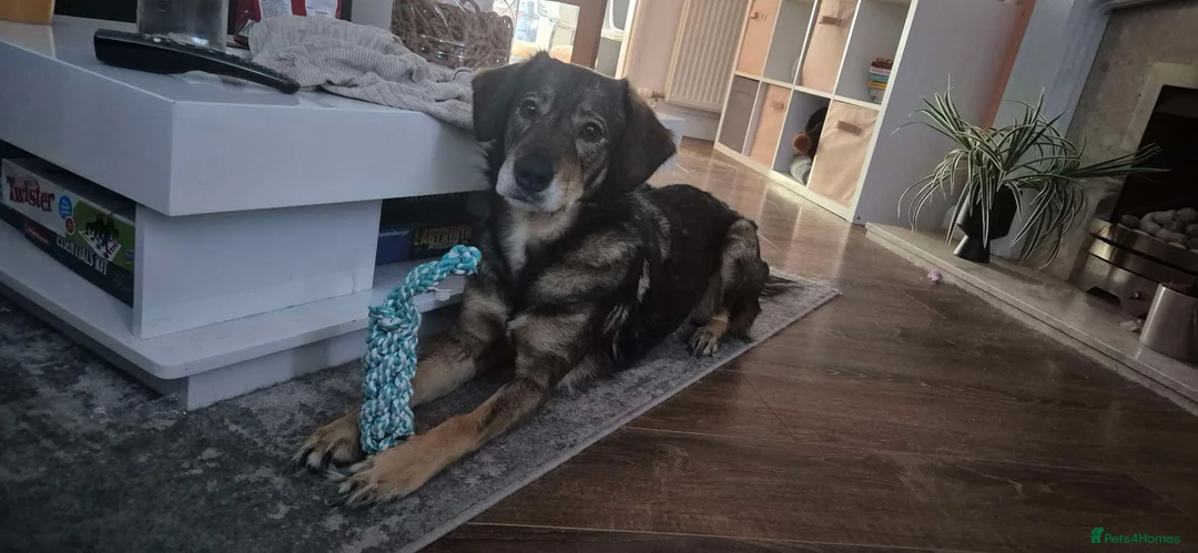 Mixed Breed dogs for sale: Gorgeous Willow needs new home - Advert 2