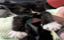 Mixed Breed cats for sale: Stunning b&w tuxedo girl - Image 4