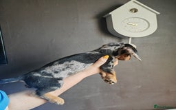 Dachshund dogs for sale: Minature dachshund puppies  - Image 3